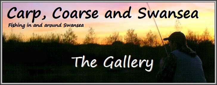 Carp, Coarse and Swansea - The Gallery