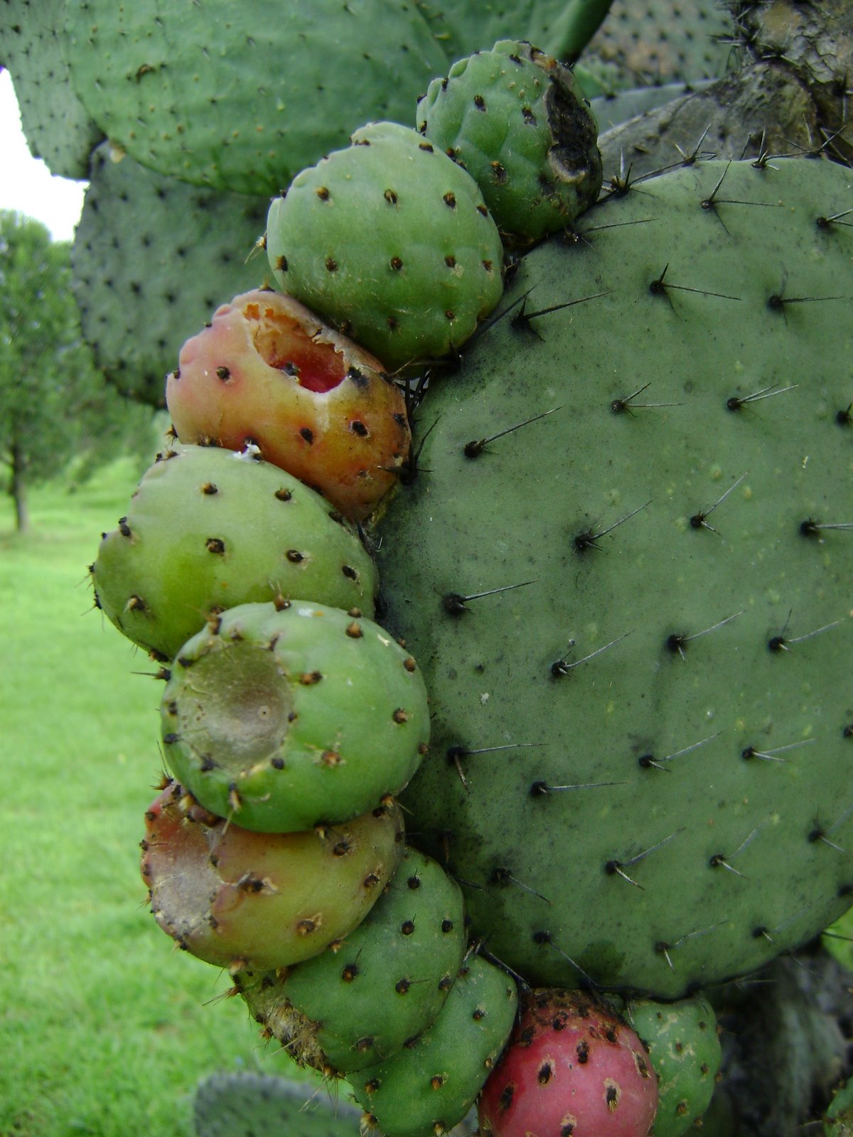 [NOPAL+FRUTOS.JPG]