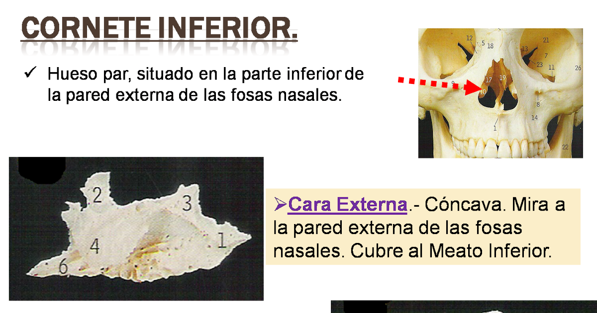 novadens. Servicios Odontológicos. inferior...