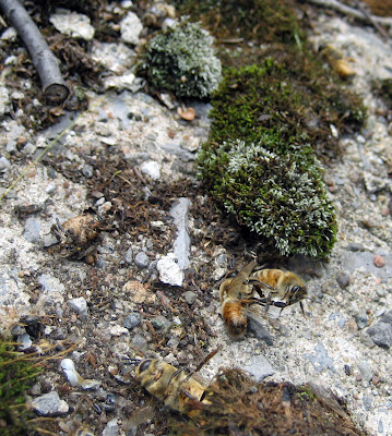 maurice maeterlinck reviews