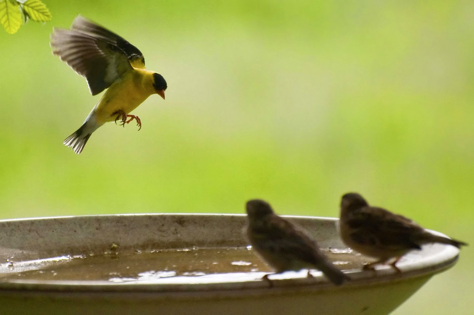 Finch Landing