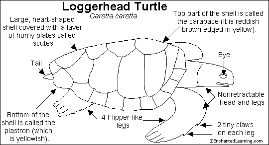 [Loggerhead_bw.GIF]