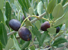 Olives