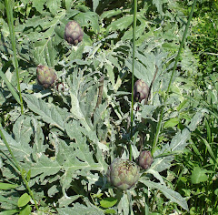 Artichoke plant