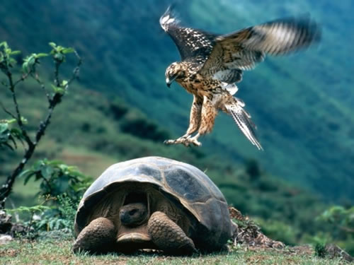 hawk-vs-turtle.jpg