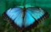 MARIPOSA AZUL MORFO