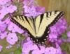 MARIPOSA IPHICLIDES PODALIRIUS