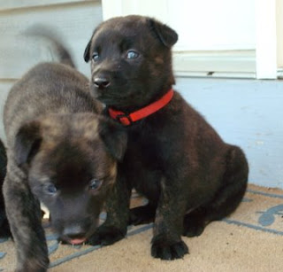 Dutch Shepherd Puppies Dutch Shepherd Puppies For Sale