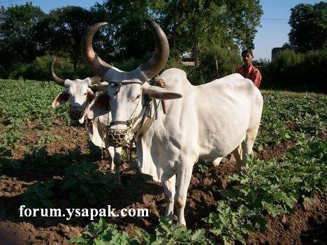 Beautiful Punjab Pakistan