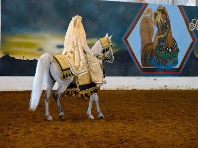 Scottsdale Arabian Show