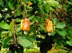 fruto do cajú cajueiro