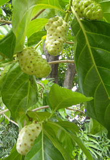 Noni-Morinda Citifolia id=