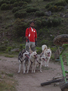 triciclo mushing