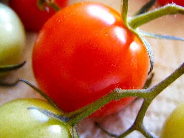 [Tomate+Cerises...JPG]