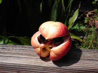 Recipe ackee and codfish