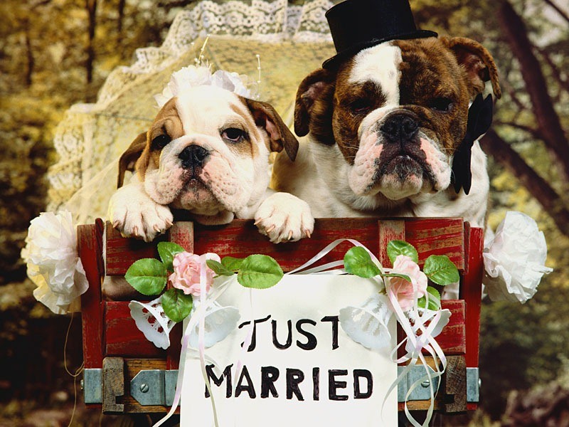 [chiens_0021.jpg]