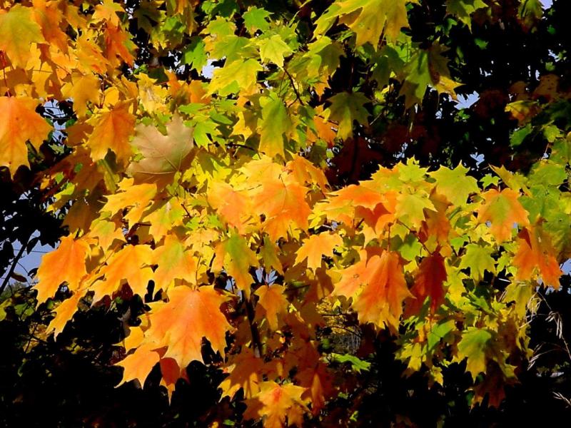 [automne0007.jpg]