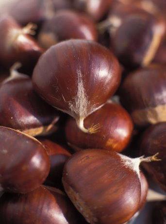 [castanhas2.jpg]