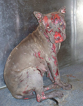 Considering pitbull names