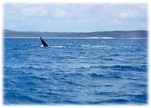 [whale5.jpg]