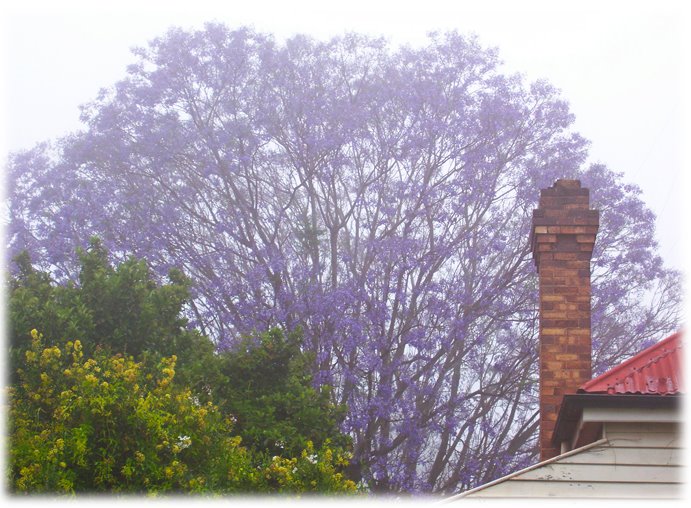[Jacaranda+tree.jpg]
