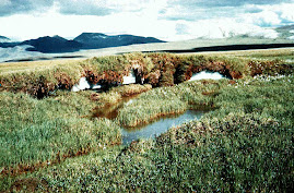 Taiga (Tundra Alpina)