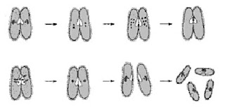 Optilab Mikroskop Digital Camera Paramecium Sebagai Salah Satu Contoh Makhluk Hidup Bersel Satu Optilab Mikroskop Digital Camera Paramecium Sebagai Salah Satu Contoh Makhluk Hidup Bersel Satu