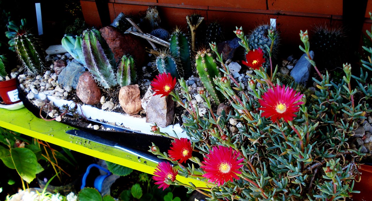 [lampranthus.jpg]