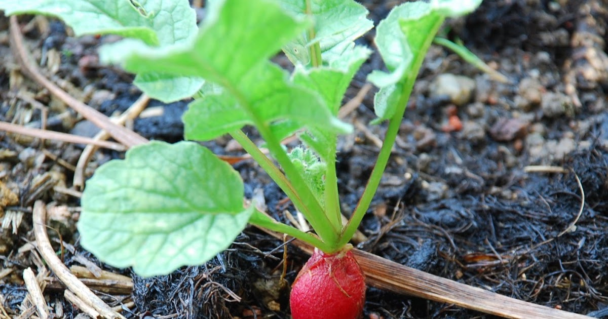 My little vegetable garden Red Radish Roots Bulging