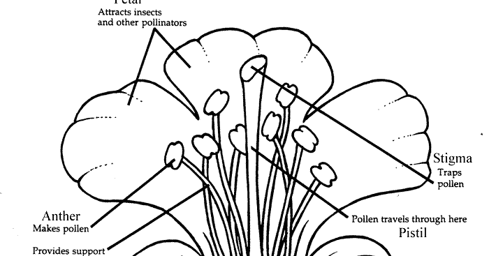 Flower Parts: Cross Section Of A Flower