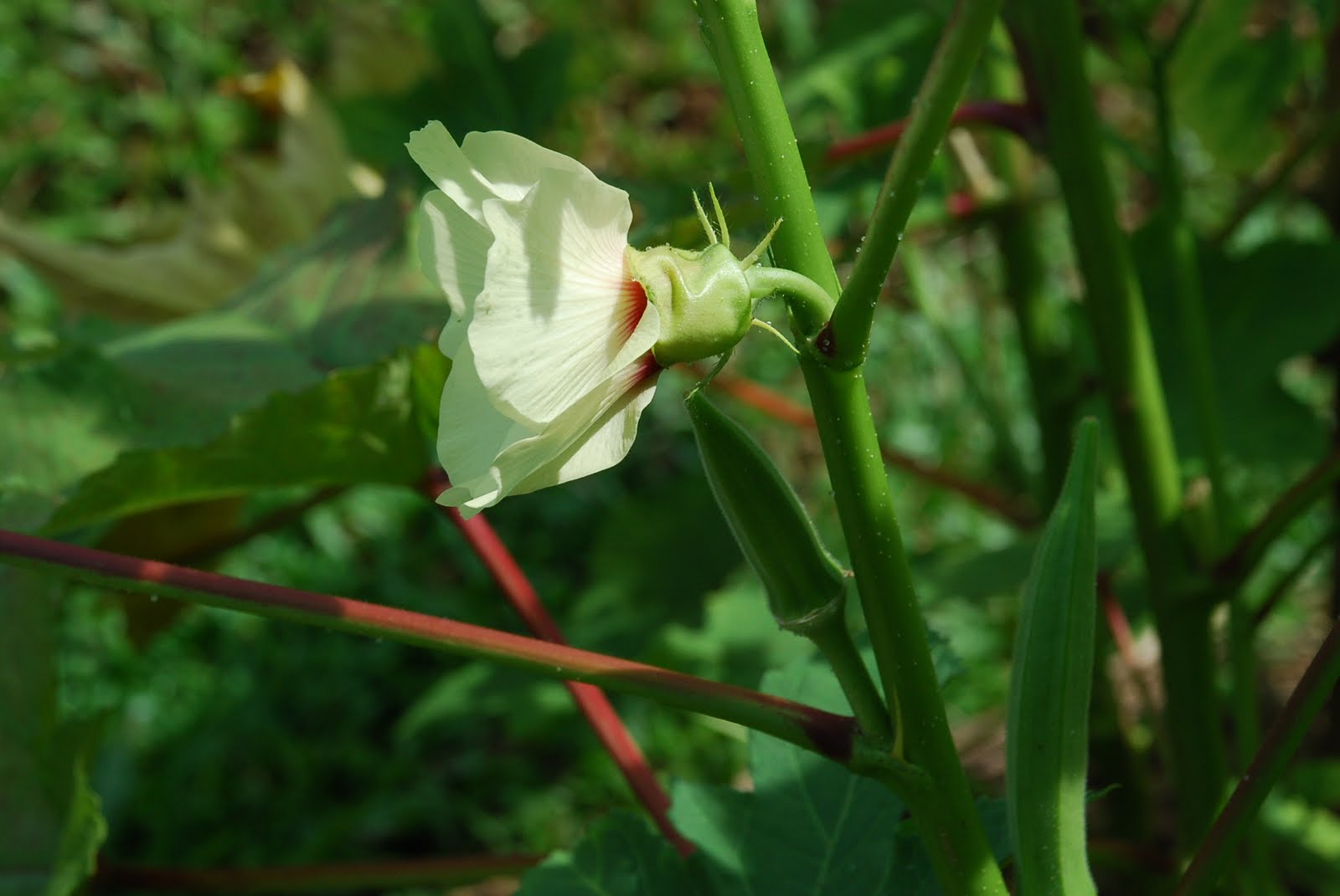 My little vegetable garden Lady fingers little fruit and a flower