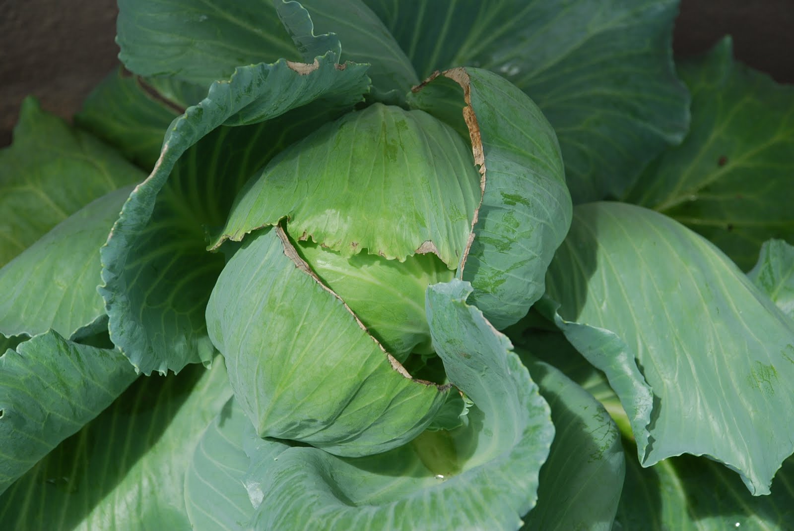 My little vegetable garden cabbage heads.