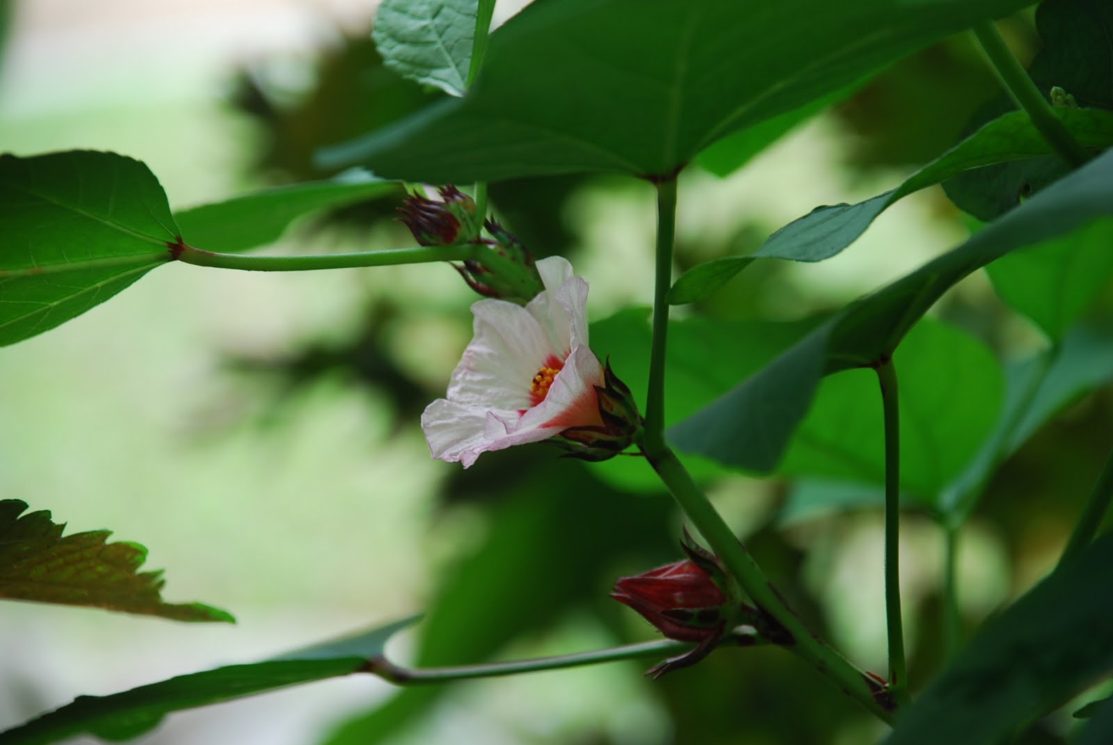 Roselle Flower