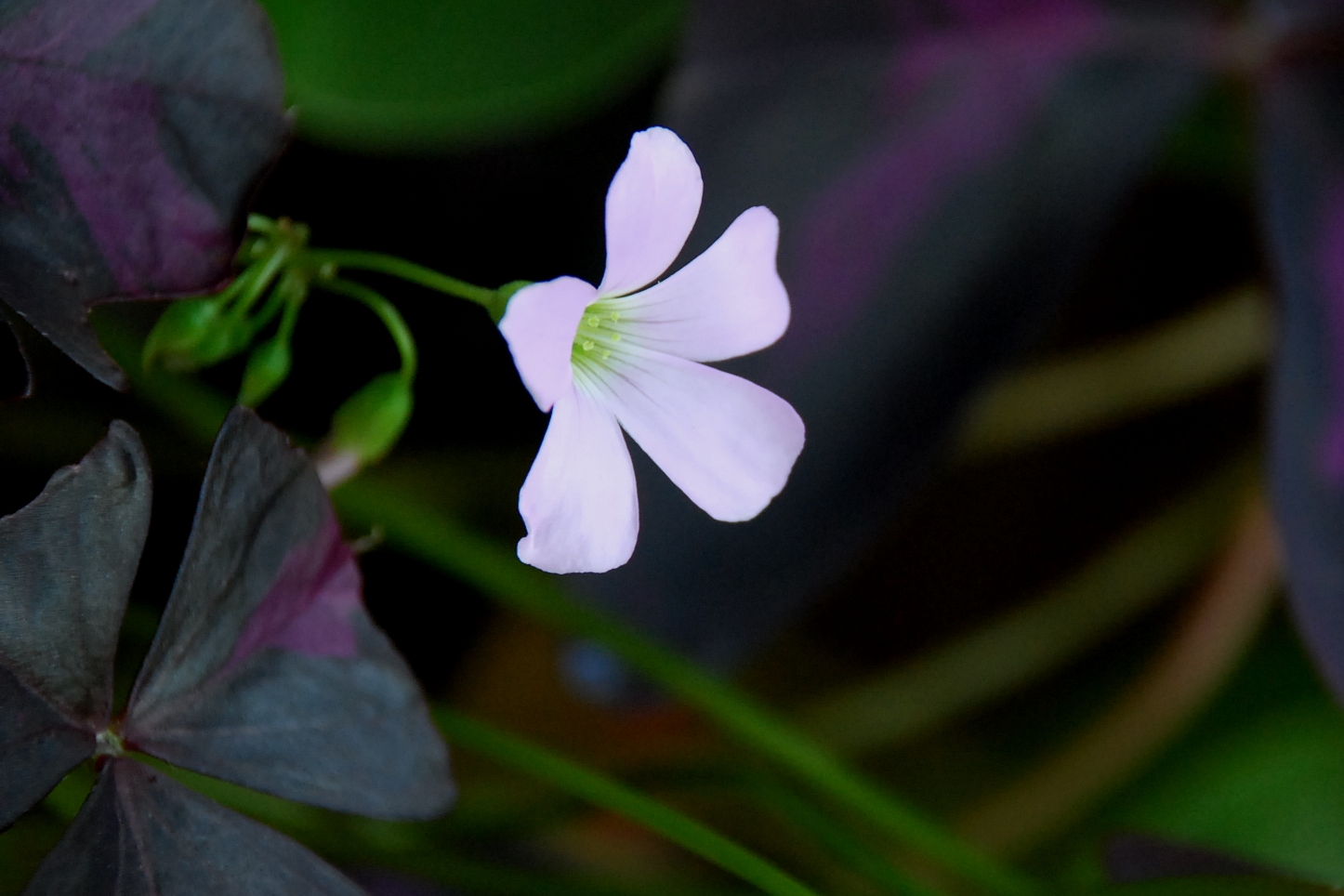 My little vegetable garden: Oxalis Triangularis: stems, foliage and flowers