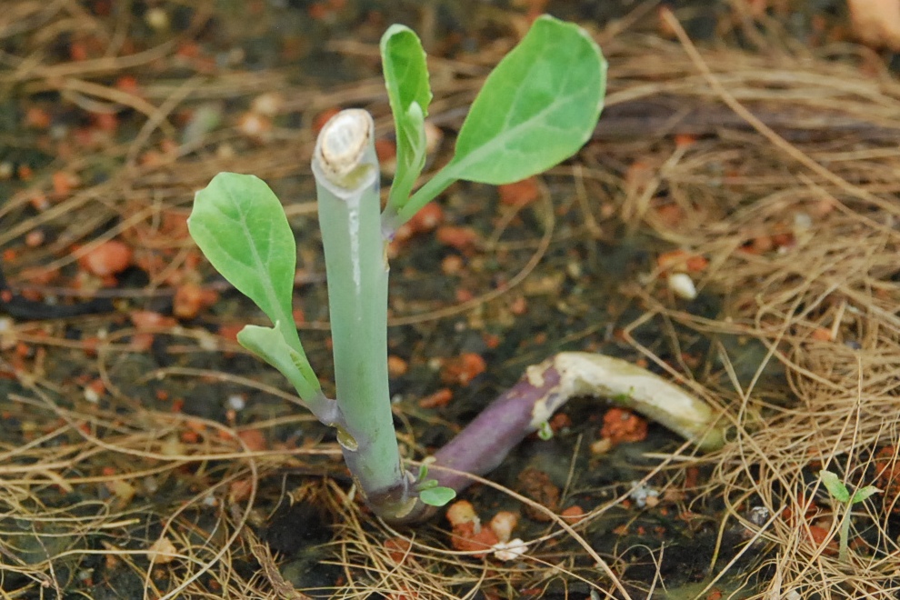 My little vegetable garden cut and come again with kale