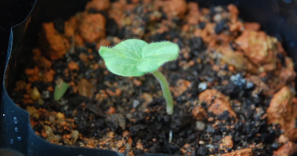 My little vegetable garden lady's fingers making a comeback.