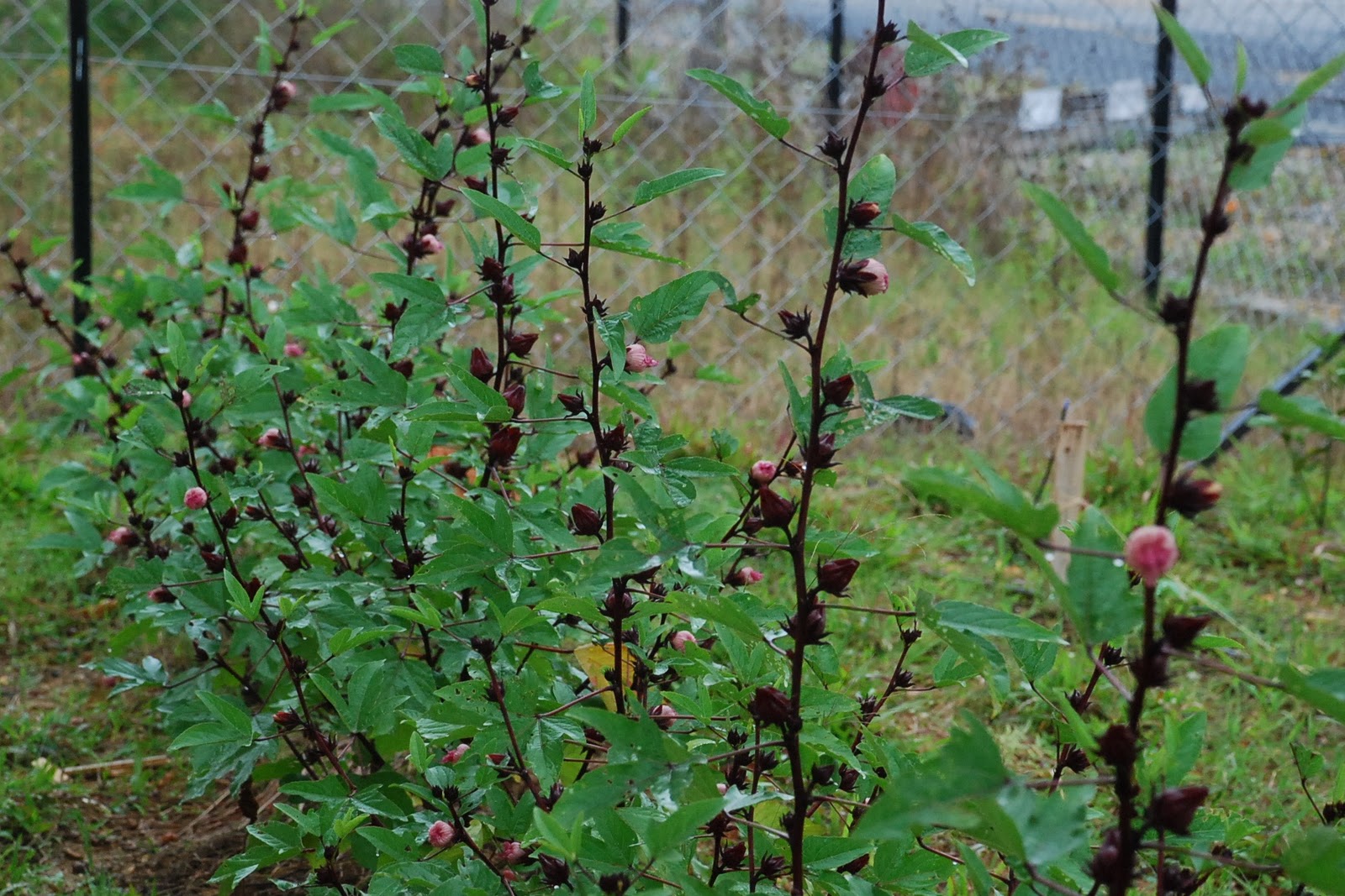 My little vegetable garden Growing roselle when they bloom