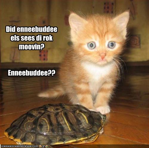[funny-pictures-cat-thinks-turtle-is-a-rock.jpg]