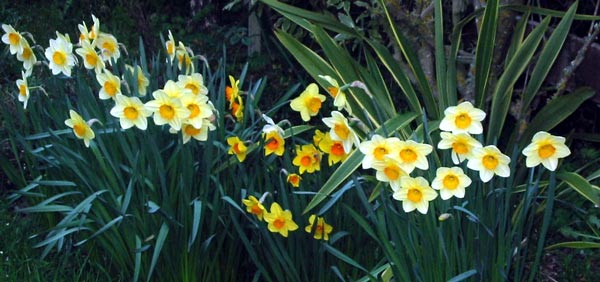 [daffodils.htm]