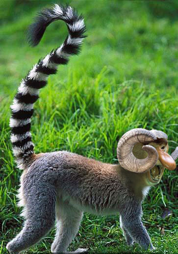 Animal Mixed