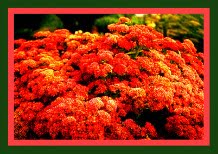Your Cottage Garden