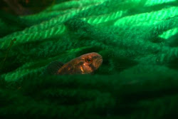 rush darter