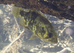 shadow bass