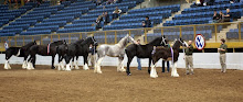 Bristol's as Reserve Champ 2008 Nat'l Western Stock Show