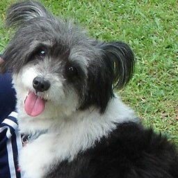 Pets Avenue