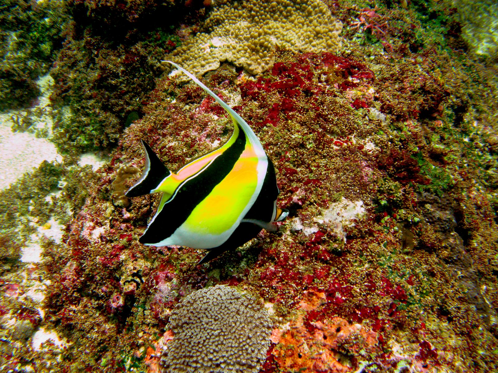 [butterflyfish.jpg]