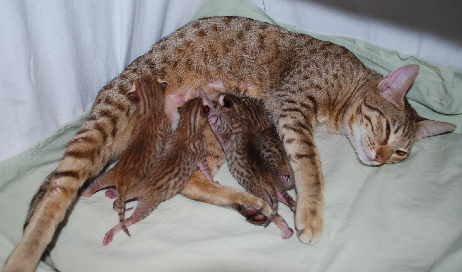 [Syntyma+027+edit.jpg]