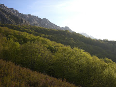 Fayeos del Bodón