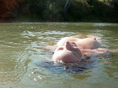 Buaya Putih