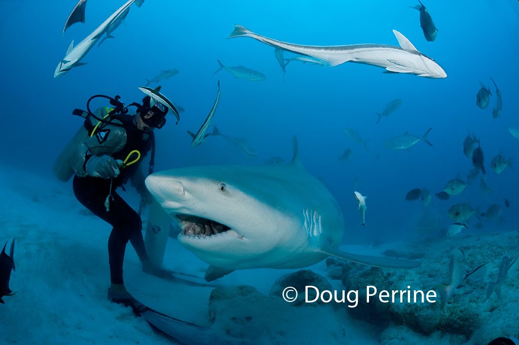 Dive in Mexico SHARK TERRITORY THE WAY THE WORLD IS.